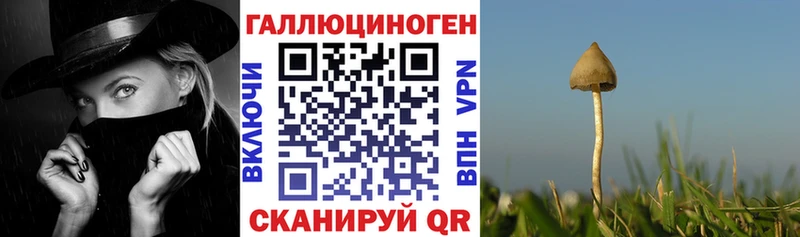 Купить где  Дмитровск  Псилоцибиновые грибы прущие грибы 